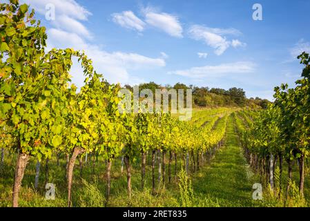 Vignobles d'automne à Burgenland près d'Eisenstadt Banque D'Images