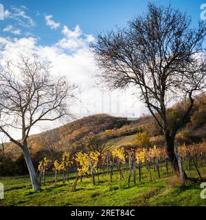 Vignobles d'automne à Burgenland près d'Eisenstadt Banque D'Images