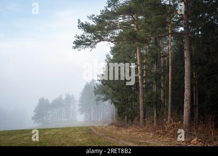 Bord d'une forêt avec brouillard dans la distance en basse-autriche Banque D'Images