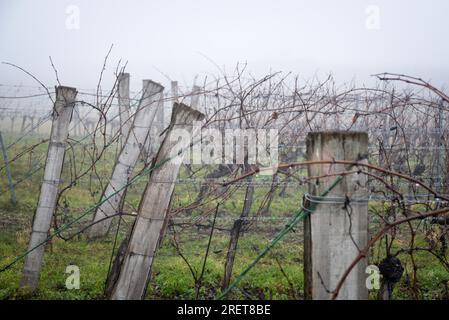 Vignoble d'hiver avec pluie et brouillard au Burgenland Banque D'Images