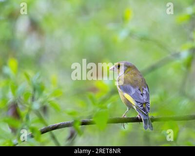 Greenfinch sur une branche d'un Bush Banque D'Images