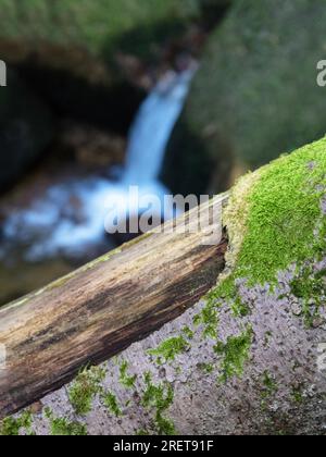 Paysage pittoresque à la belle flore sauvage sur petite rivière dans les bois à flanc de montagne. Tronc d'arbre moussé et rochers avec mousses au printemps clair Banque D'Images