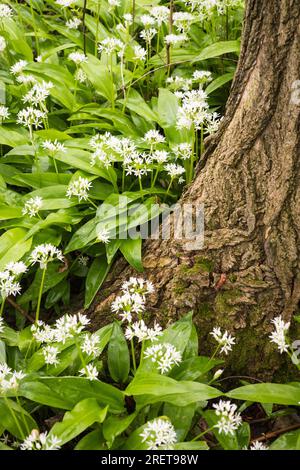 Les fleurs blanches caractéristiques de l'ail sauvage Banque D'Images