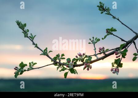 Brindilles d'arbres fruitiers aux fleurs blanches au début du printemps au coucher du soleil Banque D'Images