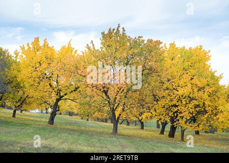 Cerisier jaune dans le parc d'automne Banque D'Images