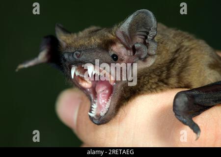 Noctule dans la main humaine, Allemagne (Nyctalus noctula) Banque D'Images