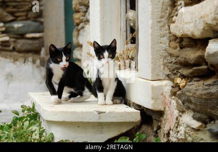 Deux jeunes chatons domestiques, bicolores, noir et blanc, assis côte à côte sur un vieux seuil de marbre, noir et blanc, île de Tinos, Cyclades Banque D'Images