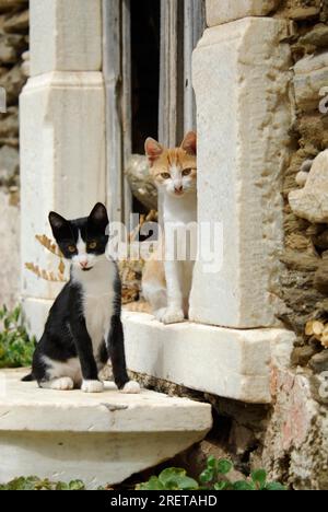 Deux jeunes chatons domestiques, bicolores, rouge-tigre-blanc et noir-blanc, assis côte à côte sur un vieux seuil de marbre, île de Tinos, Cyclades Banque D'Images