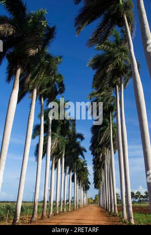 Palmiers royaux cubains (Roystonea regia) près de Cardenas, Cuba Banque D'Images