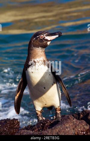 Galapagos Penguin (Spheniscus mendiculus), île Santiago, îles Galapagos, Équateur Banque D'Images