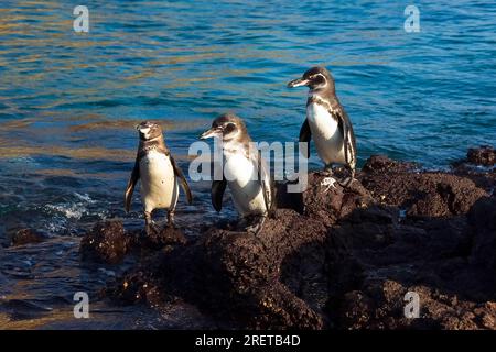 Galapagos (Spheniscus mendiculus) pingouins, île Santiago, îles Galapagos, Équateur Banque D'Images