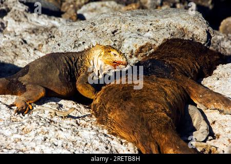 Iguane terrestre (Conolophus subcristatus) sur carcasse d'otaries des Galapagos, île Plaza Sud, îles Galapagos, Équateur Banque D'Images