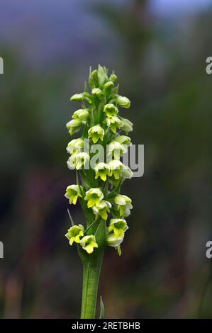 Petite orchidée blanche, Groenland, orchidée blanche des montagnes (Pseudorchis albida) Banque D'Images