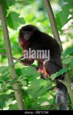 Titi rouge (Callicebus cupreus), Titi Monkey Banque D'Images