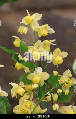 Épine dorsale (Epimedium versicolor sulphureum), fleur de lierre au soufre Banque D'Images