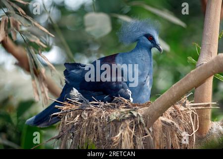 Pigeon couronné occidental à tête bleue (Goura cristata) sur nid, pigeon couronné Banque D'Images