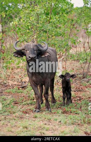 Cap Buffaloe, vache avec veau, parc national Kruger, Afrique du Sud, Buffalo africain (Syncerus caffer) Banque D'Images