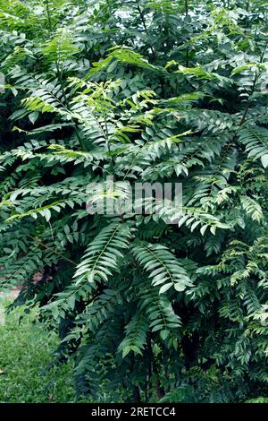 Arbre généalogique (Murraya koenigii Curry) Banque D'Images