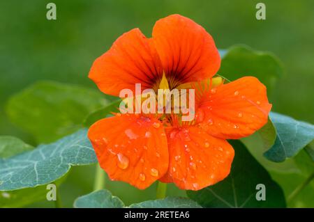 Nasturtium 'Whirlybird Tangerine' (Tropaeolum majus) Banque D'Images