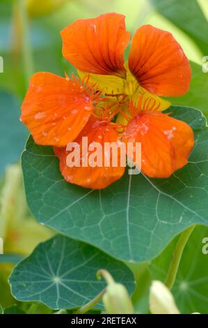 Nasturtium 'Whirlybird Tangerine' (Tropaeolum majus) Banque D'Images