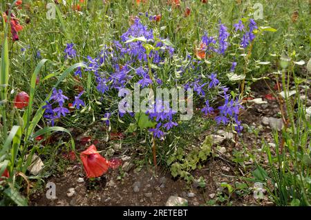 Delphinium ajacis (Consolida ambigua), larkspur, larkspur du domaine Banque D'Images