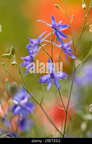 Delphinium ajacis (Consolida ambigua), larkspur, larkspur du domaine Banque D'Images