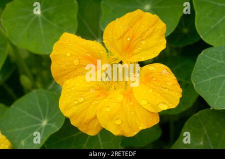 Nasturtium 'Whirlybird Gold' (Tropaeolum majus) Banque D'Images