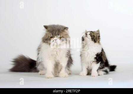 Chats persans, mâles et chatons Banque D'Images