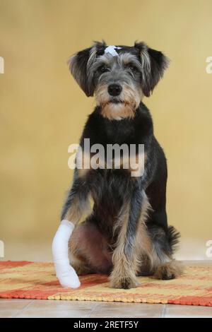 Chien de race mixte avec plâtre et patte bandée, bandé, blessé, libérable Banque D'Images