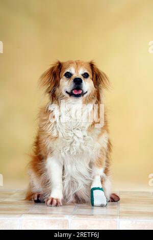 Chien de race mixte avec patte bandée, bandé, bandage, blessé, libérable Banque D'Images