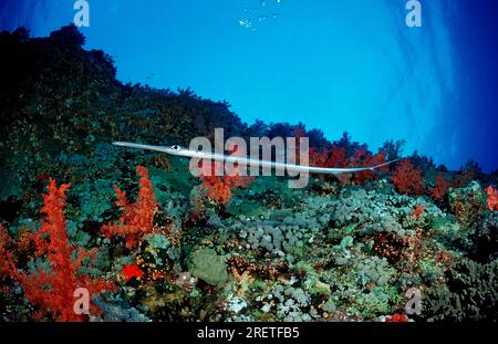 Cornetfish bluespotted (Fistularia commersonii), Égypte Banque D'Images