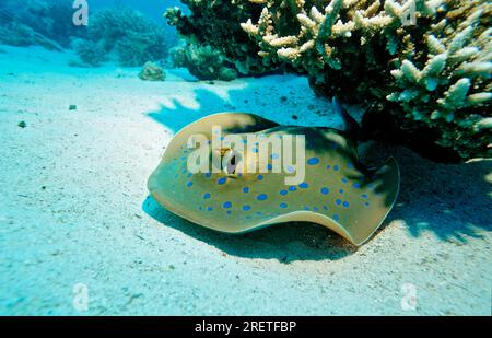 Bluespotted Stingray, Égypte, Bluespotted (Taeniura lymma) Ribbonnail Ray Banque D'Images