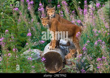 Lynx européens, couple avec un jeune, lynx eurasien (Lynx lynx) Banque D'Images