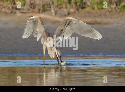 Grand héron bleu (Ardea herodias) chasse dans le lagon, Galveston, Texas, USA. Banque D'Images