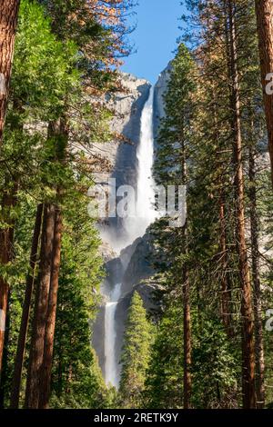 Les visiteurs se promènent parmi les pins avec Yosemite Falls en toile de fond. Banque D'Images