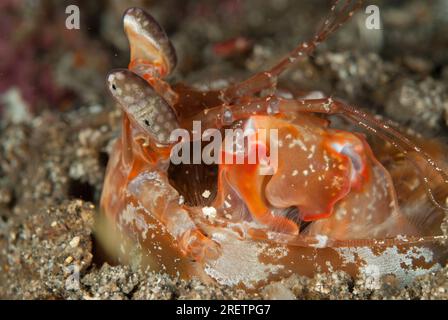 Lisa's Spearing Mantis Shrimp, Lysiosquillina lisa, dans le trou, site de plongée de Nudi Falls, plongée de nuit, détroit de Lembeh, Sulawesi, Indonésie Banque D'Images