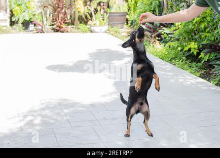 Chien est debout sur les pattes rares. Dressage de chiens. Gâteries pour chiens Banque D'Images