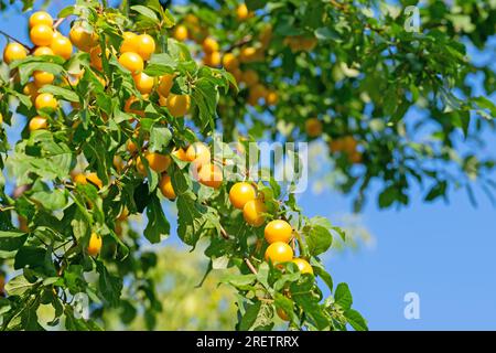 Prunes sauvages jaunes mûres, Prunus cerasifera Banque D'Images