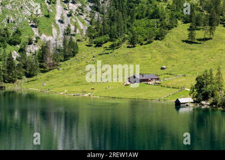 Paisible et magnifique prairie de montagne à Fischunkelalm sur le lac Obersee dans le parc national allemand de Berchtesgaden Banque D'Images