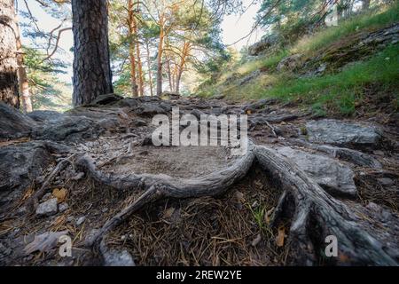 Chemin forestier enchanté avec de grandes racines d'arbres sortant du sol, Sierra de Guadarrama, Madrid. Banque D'Images