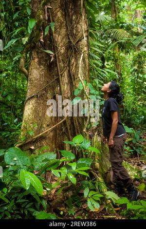 Gordon, photographe outdoor Zizza et grand arbre dans la forêt tropicale du parc national de Portobelo, le long du Camino Real, sentier envahi par la République du Panama Banque D'Images