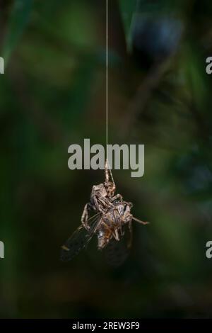Une cigale tombe dans le piège d'une araignée et est capturée Banque D'Images
