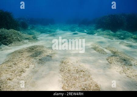 Vue pittoresque de fond sablonneux avec des plantes vertes et des coraux poussant sous l'eau de mer transparente Banque D'Images