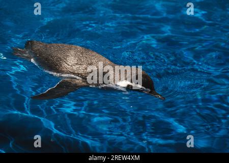 Angle élevé de l'adorable Spheniscus humboldti pingouin avec plumage noir et blanc nageant dans l'eau claire de la piscine dans le zoo Banque D'Images