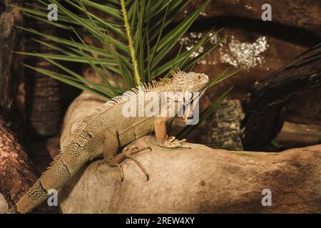Angle élevé de l'iguane sauvage couché sur la pierre brute dans l'habitat naturel Banque D'Images