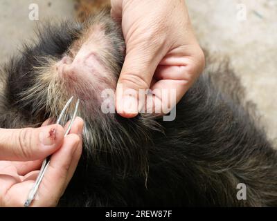 Main tenant la pince à épiler pour tenir les tiques de chien sur l'oreille de chien, la tique pompe le sang de l'animal Banque D'Images