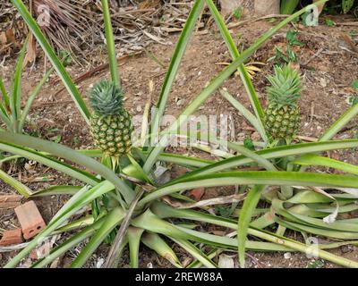 Deux jeunes fruits d'ananas sur la plante d'arbre avec fond brun naturel, fruits tropicaux savoureux sur les terres agricoles Banque D'Images