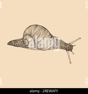 Escargot dessiné à la main. Style de gravure de ligne vintage. Illustration vectorielle Illustration de Vecteur