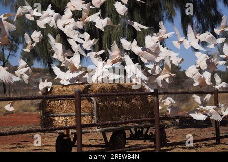 Flou de mouvement d'un troupeau de petits oiseaux de Corella surpris décollant d'une balle de foin Banque D'Images