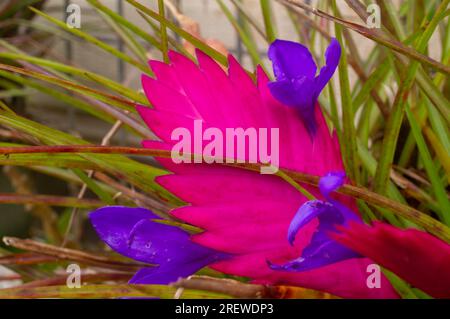 Broméliade, Tillandsia cyanea, fleur bleue, Air Plant, cultivé, Malanda, Australie. Banque D'Images